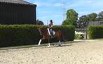 Schoolmaster, Uphill merrie., Dieren en Toebehoren, Paarden, Merrie, Z, Gechipt, Dressuurpaard
