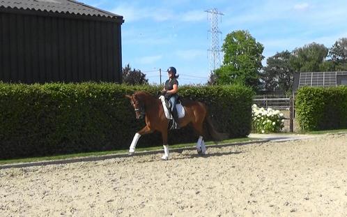 Schoolmaster, Uphill merrie., Dieren en Toebehoren, Paarden, Merrie, Z, 165 tot 170 cm, 11 jaar of ouder, Dressuurpaard, Met stamboom