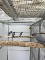 Kweekpop opaline bont halsband parkiet halsbandparkiet, Dieren en Toebehoren, Vogels | Parkieten en Papegaaien, Vrouwelijk, Parkiet