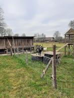 Bonte hoornloze hollandse bok, Dieren en Toebehoren, Mannelijk, Geit, 0 tot 2 jaar