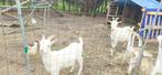 Chèvre au lait de Saanen avec boslam, Animaux & Accessoires, Chèvre, Plusieurs animaux, 0 à 2 ans