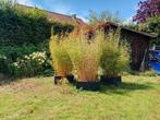 Bambou de grande taille en bacs - très beau brise vue., Ophalen, Gebruikt, Tuin, 60 tot 100 cm