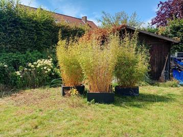 Bambou de grande taille en bacs - très beau brise vue., Jardin, Béton, 30 à 60 cm, Enlèvement