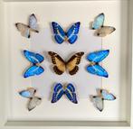 Kaléidoscope de 9 papillons exotiques Morpho cadre 50x50 cm, Insecte, Animal empaillé, Enlèvement ou Envoi, Neuf
