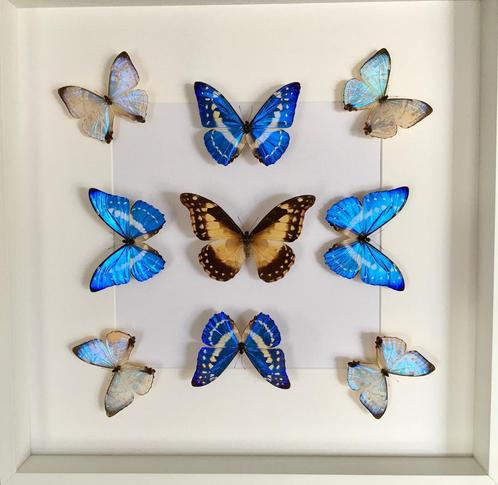 Caleidoscoop van 9 exotische Morpho vlinders onder frame, Verzamelen, Dierenverzamelingen, Nieuw, Opgezet dier, Insect, Ophalen of Verzenden