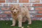 Prachtige Goldendoodle pups (medium), Dieren en Toebehoren, Honden | Retrievers, Spaniëls en Waterhonden, België, Overige rassen
