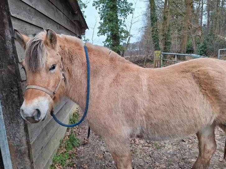 fjord  merrie, Animaux & Accessoires, Chevaux, Jument, Cheval de récréation, Avec pedigree, Avec puce électronique, Vermifugé