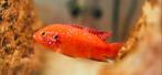 4 a 5 Cm Hemichromis guttatus – Blauwe Juweel Cichlide, Dieren en Toebehoren, Vissen | Aquariumvissen, Vis, Zoetwatervis