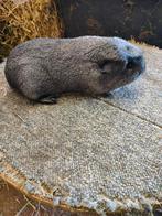 Raszuivere zilveragouti zeug (gedekt door solid), Animaux & Accessoires, Rongeurs, Domestique, Mai, Cobaye, Femelle