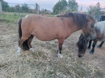Mini shetlandpony's met stamboek te koop beschikbaar voor biedingen