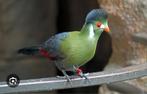 Kweekkoppel witwanh toerako, Dieren en Toebehoren, Geringd