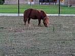 Shetlandhengst, Dieren en Toebehoren, Gechipt, Hengst, A pony (tot 1.17m), 7 tot 10 jaar