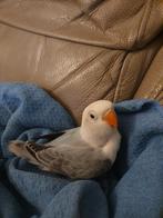 Dwergpapegaai, Meerdere dieren, Dwergpapegaai of Agapornis, Geringd