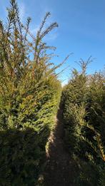 Taxus baccata in verschillende maten leverbaar, Ophalen of Verzenden, Taxus