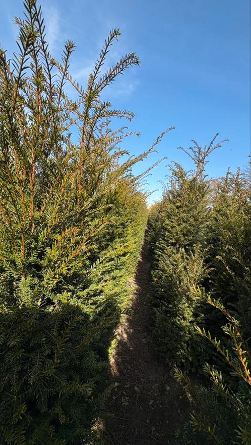 Taxus baccata in verschillende maten leverbaar, Tuin en Terras, Planten | Struiken en Hagen, Taxus, Ophalen of Verzenden