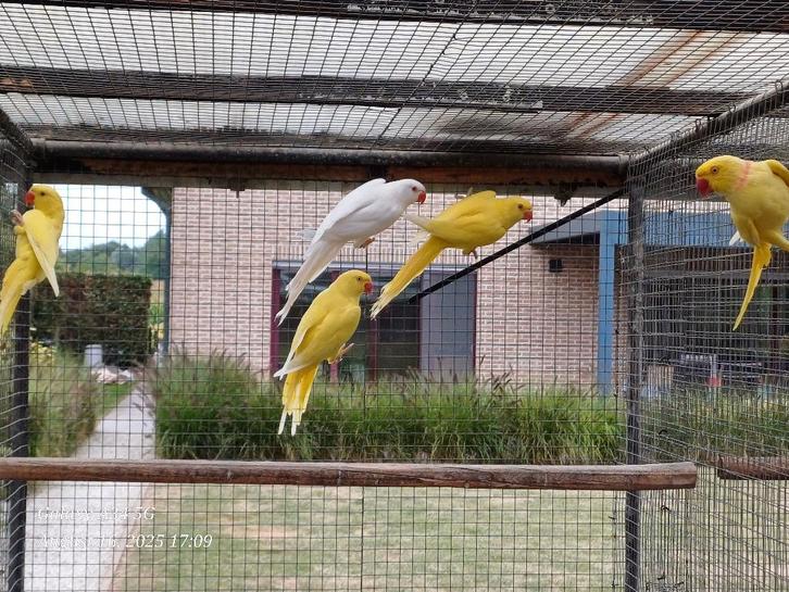 halsband parkieten 2025 lutino en lutino/blauw (met dna), Dieren en Toebehoren, Vogels | Parkieten en Papegaaien, Parkiet