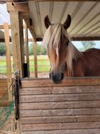 Haflinger top merrie tekoop, Dieren en Toebehoren, Ophalen, Zo goed als nieuw
