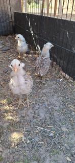 Araucana bolstaart/oortoefen/tarwe, Meerdere dieren, Kip