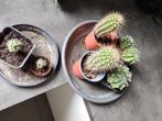 Cactus lot tekoop, Maison & Meubles, Plantes d'intérieur, Cactus, Enlèvement ou Envoi, Moins de 100 cm