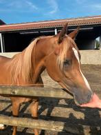 Volbloed Arabier - ruin - 3 jaar, Dieren en Toebehoren, Minder dan 160 cm, Gechipt, Ruin, Niet van toepassing