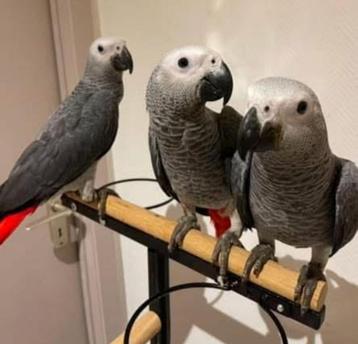 Perroquet gris du gabon 3 mois beschikbaar voor biedingen