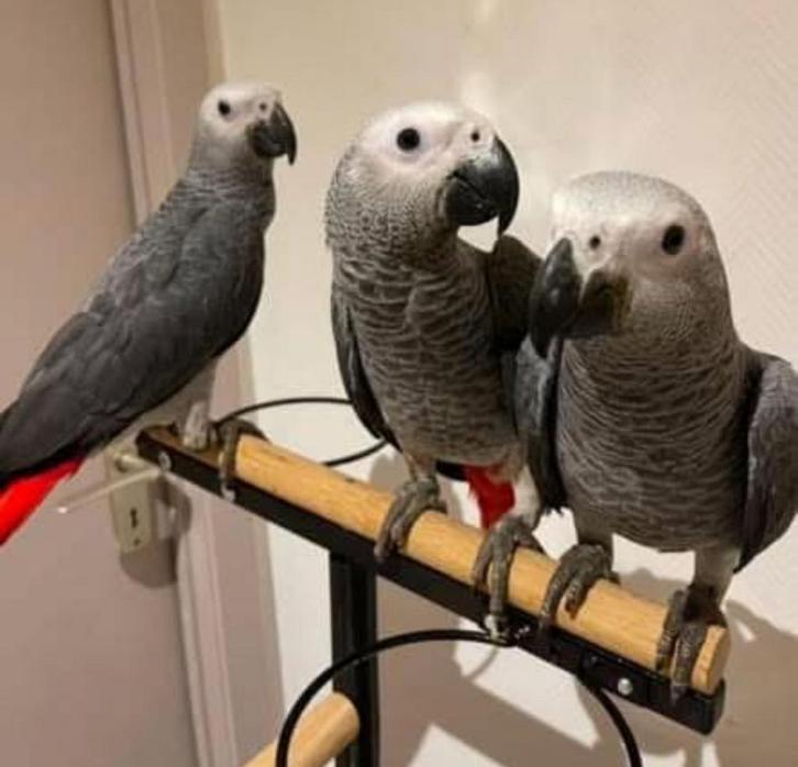 Perroquet gris du gabon 3 mois, Dieren en Toebehoren, Vogels | Parkieten en Papegaaien, Papegaai, Meerdere dieren, Pratend, Tam