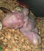 2 baby Groenvleugel ara