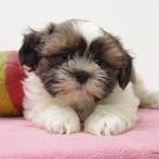 Shih Tzu (teefjes) Belgische pups te koop, België, CDV (hondenziekte), 8 tot 15 weken, Teef