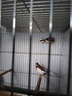 Jap meeuwen (bonte), Animaux & Accessoires, Oiseaux | Canaris