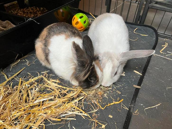 2 konijntjes, met hok en toebehoren., Dieren en Toebehoren, Konijnen