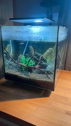 Aquarium 60l 40x40x40 2 vissen, compleet, Dieren en Toebehoren, Ophalen, Gebruikt, Gevuld zoetwateraquarium