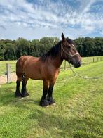 Trekpaard merrrie, Dieren en Toebehoren, Paarden, Merrie, Gechipt, 3 tot 6 jaar, Onbeleerd