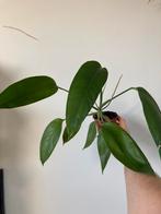 Epipremnum giganteum, Ophalen