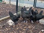 Zwarte australorp hanen en hennen per trio, Dieren en Toebehoren, Pluimvee