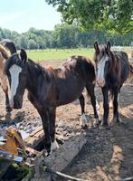 Leuke pony's, Dieren en Toebehoren, Hengst