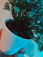 Kleine nepplant, Groene kamerplant, Verzenden, In pot, Minder dan 100 cm