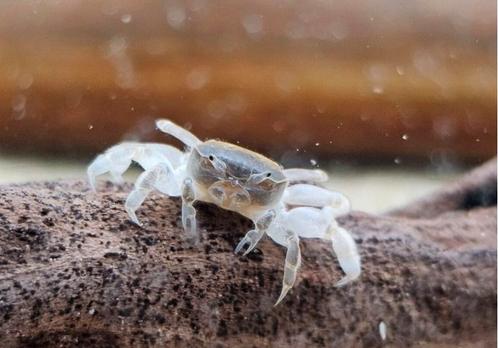 Dwerg Ghost krab (zeldzaam) Mini/Nano Zoetwater Aquarium, Dieren en Toebehoren, Vissen | Aquariumvissen, Zoetwatervis, Kreeft, Krab of Garnaal