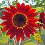 Zaden Zonnebloemen Rode tinten!, Ophalen of Verzenden, Zaad