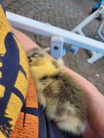 Baby ganzen ( Vlaamse ganzen ), Geslacht onbekend, Gans of Zwaan