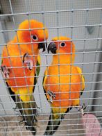 Paire de perruches solaires, Animaux & Accessoires, Oiseaux | Perruches & Perroquets