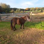 Te koop efs. Falabellas, Dieren en Toebehoren, Pony's