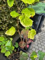 Druivelaars rood en wit ( pitloos), Tuin en Terras, Planten | Fruitbomen, Ophalen, Minder dan 100 cm, Overige soorten, Volle zon