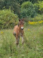 Hengstfohlen Chattanooga x Kinetic Wizard, Dieren en Toebehoren, Paarden en Pony's | Beschermers, Ophalen of Verzenden, Springen