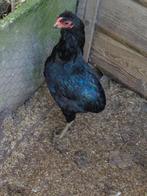 kippen : Araucana, Poule ou poulet