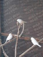 Wit recessief kanaries