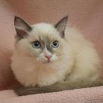 Ragdoll -  kittens te koop, Dieren en Toebehoren, Katten en Kittens | Raskatten | Langhaar, Meerdere dieren, Gechipt, 0 tot 2 jaar