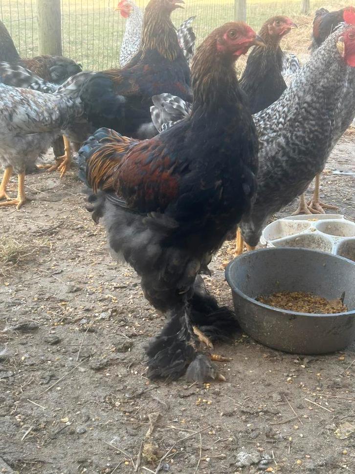 Hanen brahma goudpatrijs groothoender en cream legbar, Dieren en Toebehoren, Pluimvee