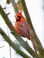 Rode kardinaal man, Animaux & Accessoires, Oiseaux | Oiseaux Autre