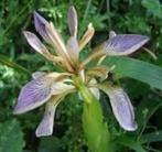 grosse touffe d'iris gigot encore en terre 4€, Vaste plant, Halfschaduw, Zomer, Ophalen