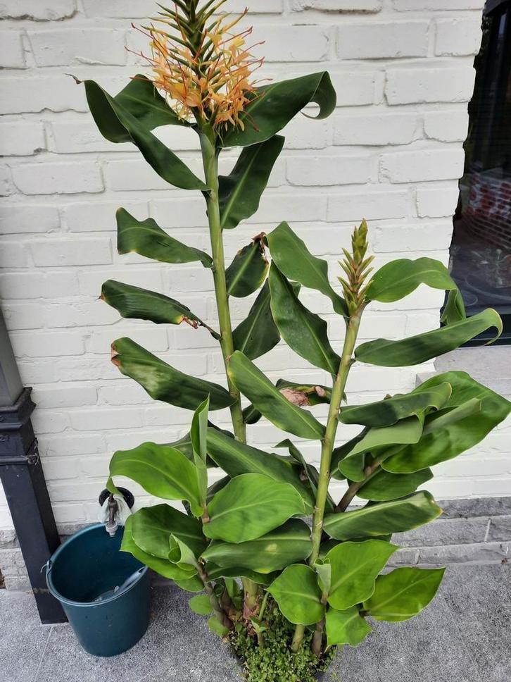 Siergember, olifantsoor, Tuin en Terras, Planten | Struiken en Hagen, Ophalen